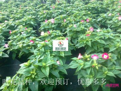 夏堇