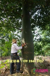 大腹木棉