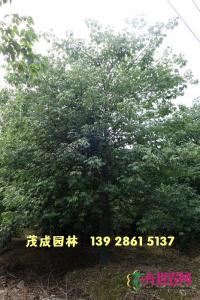 大腹木棉