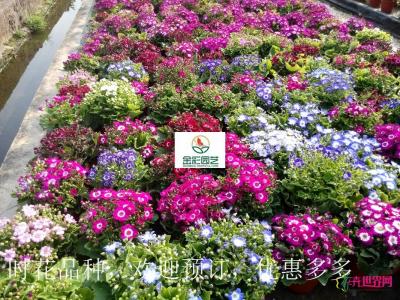 瓜叶菊