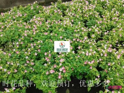夏堇
