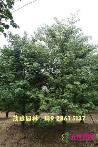大腹木棉