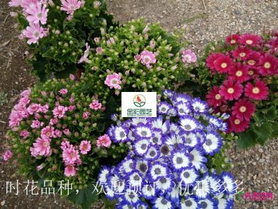 瓜叶菊