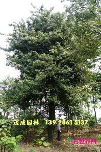 大腹木棉
