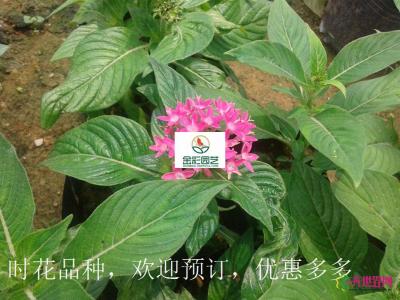 五星花