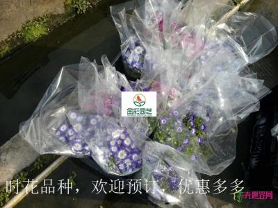 瓜叶菊