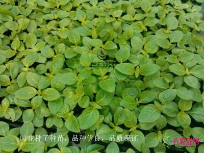 花境品种种苗