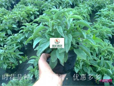 一串蓝